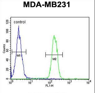 ARG1 / Arginase 1 Antibody - ARG1 Antibody flow cytometry of MDA-MB231 cells (right histogram) compared to a negative control cell (left histogram). FITC-conjugated goat-anti-rabbit secondary antibodies were used for the analysis.