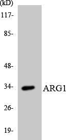 ARG1 / Arginase 1 Antibody - Western blot analysis of the lysates from HT-29 cells using ARG1 antibody.