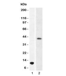 ARG1 / Arginase 1 Antibody - Western blot testing of 1) partial recombinant ARG1 protein and 2) human liver lysate using Arginase 1 antibody (T1ARG-1).  This image was taken for the unmodified form of this product. Other forms have not been tested.