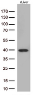 ARG1 / Arginase 1 Antibody - Western blot analysis of extracts. (35ug) from human liver tissue lysates by using anti-ARG1 monoclonal antibody. (1:500)