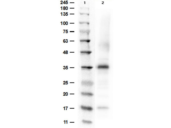 ARG1 / Arginase 1 Antibody - Western Blot results of rabbit Anti-Arginase Antibody. Lane 1: Opal Prestained Molecular Weight Ladder Lane 2: Arginase. Load: 50ng. Primary Antibody: Rabbit Anti-Arginase at 1µg/mL overnight at 4°C. Secondary Antibody: Goat anti-Rabbit HRP at 1:70,000 for 30min at RT. Blocking: BlockOut for 30 min at RT.