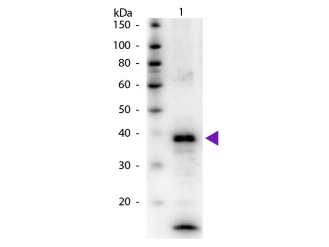 ARG1 / Arginase 1 Antibody - Western Blot of Rabbit Anti-Arginase antibody. Lane 1: Arginase. Lane 2: None. Load: 50 ng per lane. Primary antibody: Arginase primary antibody at 1:1,000 overnight at 4°C. Secondary antibody: Peroxidase rabbit secondary antibody at 1:40,000 for 30 min at RT. Predicted/Observed size: 35 kDa, 39 kDa for Arginase. Other band(s): Arginase splice variants and isoforms.