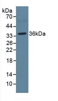 ARG1 / Arginase 1 Antibody - Western Blot; Sample: Porcine Liver Tissue.