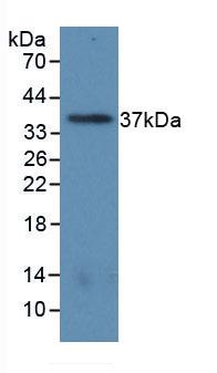 ARG1 / Arginase 1 Antibody - Western Blot; Sample: Recombinant ARG, Human.