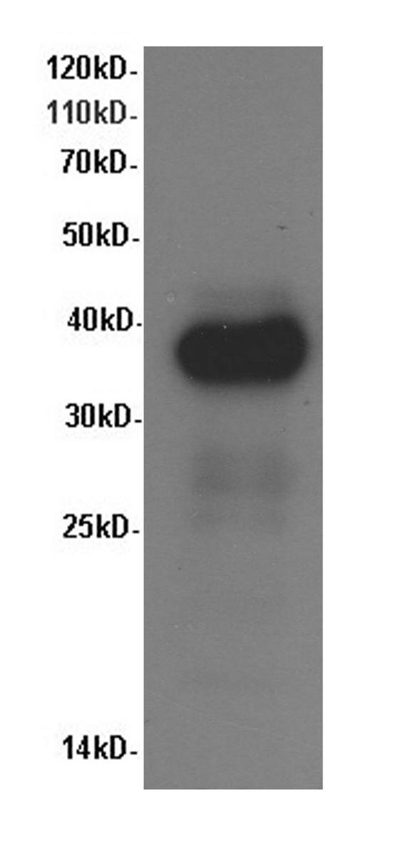 ARG1 / Arginase 1 Antibody - Western Blot analysis of Rat liver tissue using ARG1 Polyclonal Antibody at dilution of 1:600.