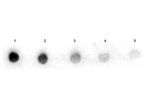 ARG1 / Arginase 1 Antibody - Dot Blot results of Rabbit Anti-Arginase Peroxidase Conjugated. Antigen: Arginase. Blot loaded at 3 fold dilution: 1. 100ng, 2. 33.3ng, 3. 11.1ng, 4. 3.70ng, 5. 1.23ng.Primary Antibody: Rabbit Anti-Arginase HRP 10µg/mL for 1hr at RT. Secondary Antibody: none. Imaging System ChemiDoc, Filter used: Chemi.