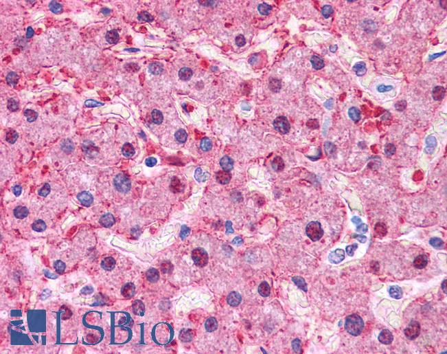ARG1 / Arginase 1 Antibody - Anti-ARG1 antibody IHC of human liver. Immunohistochemistry of formalin-fixed, paraffin-embedded tissue after heat-induced antigen retrieval. Antibody concentration 5 ug/ml.  This image was taken for the unconjugated form of this product. Other forms have not been tested.