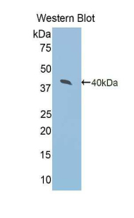 ARG2 / Arginase 2 Antibody - Western blot of recombinant Arginase II / ARG2.  This image was taken for the unconjugated form of this product. Other forms have not been tested.