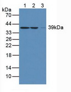 ARG2 / Arginase 2 Antibody