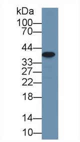 ARG2 / Arginase 2 Antibody - Western Blot; Sample: Rat Small intestine lysate; Primary Ab: 1µg/ml Rabbit Anti-Rat Arg2 Antibody Second Ab: 0.2µg/mL HRP-Linked Caprine Anti-Rabbit IgG Polyclonal Antibody