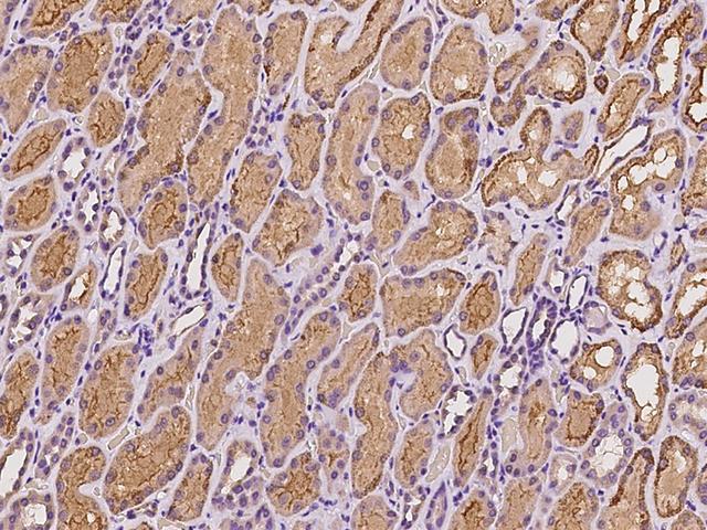 ARG2 / Arginase 2 Antibody - Immunochemical staining of human ARG2 in human kidney with rabbit polyclonal antibody at 1:100 dilution, formalin-fixed paraffin embedded sections.