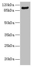 ARG99 / OLF Antibody - Western blot All lanes: TMTC1 antibody at 6µg/ml + Mouse large intestine tissue Secondary Goat polyclonal to rabbit IgG at 1/10000 dilution Predicted band size: 99, 88, 74, 66, 26 kDa Observed band size: 99 kDa