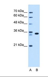 ARGFX Antibody - Lane A: Marker. Lane B: HepG2 cell lysate. Antibody concentration: 1.25 ug/ml. Gel concentration: 12%.  This image was taken for the unconjugated form of this product. Other forms have not been tested.