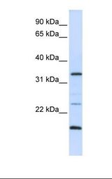 ARGFX Antibody - 293T cell lysate. Antibody concentration: 1.0 ug/ml. Gel concentration: 12%.  This image was taken for the unconjugated form of this product. Other forms have not been tested.