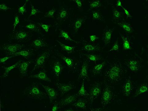 Argonaute 2/3/4 Antibody - Immunofluorescence staining of AGO2 in Hela cells. Cells were fixed with 4% PFA, permeabilzed with 0.1% Triton X-100 in PBS, blocked with 10% serum, and incubated with rabbit anti-Human AGO2 polyclonal antibody (dilution ratio 1:200) at 4°C overnight. Then cells were stained with the Alexa Fluor 488-conjugated Goat Anti-rabbit IgG secondary antibody (green). Positive staining was localized to Nucleus.