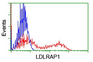 ARH / LDLRAP1 Antibody - HEK293T cells transfected with either overexpress plasmid (Red) or empty vector control plasmid (Blue) were immunostained by anti-LDLRAP1 antibody, and then analyzed by flow cytometry.