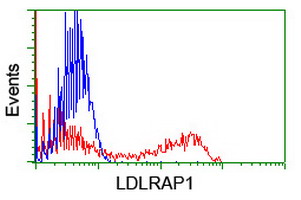 ARH / LDLRAP1 Antibody - HEK293T cells transfected with either overexpress plasmid (Red) or empty vector control plasmid (Blue) were immunostained by anti-LDLRAP1 antibody, and then analyzed by flow cytometry.
