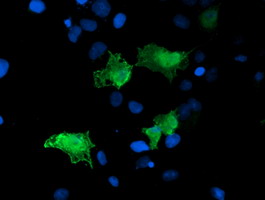 ARH / LDLRAP1 Antibody - Anti-LDLRAP1 mouse monoclonal antibody immunofluorescent staining of COS7 cells transiently transfected by pCMV6-ENTRY LDLRAP1.