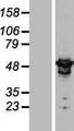ARHGAP1 / CDC42GAP Protein - Western validation with an anti-DDK antibody * L: Control HEK293 lysate R: Over-expression lysate