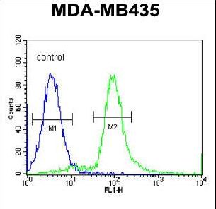 ARHGAP10 Antibody - ARHGAP10 Antibody flow cytometry of MDA-MB435 cells (right histogram) compared to a negative control cell (left histogram). FITC-conjugated goat-anti-rabbit secondary antibodies were used for the analysis.