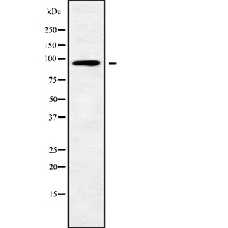 ARHGAP12 Antibody - Western blot analysis of RHG12 using Jurkat whole cells lysates