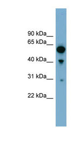 ARHGAP15 Antibody - ARHGAP15 antibody Western blot of 293T cell lysate. This image was taken for the unconjugated form of this product. Other forms have not been tested.