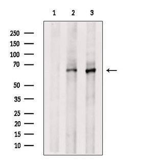 ARHGAP15 Antibody
