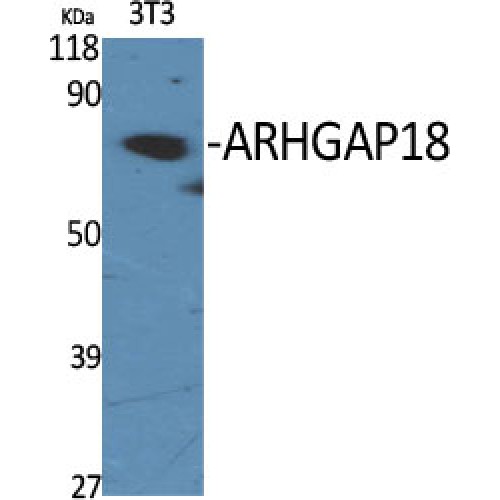 ARHGAP18 Antibody - Western blot of ARHGAP18 antibody