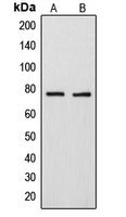 ARHGAP18 Antibody - Western blot analysis of ARHGAP18 expression in MDAMB231 (A); U2OS (B) whole cell lysates.