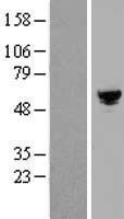 ARHGAP19 Protein - Western validation with an anti-DDK antibody * L: Control HEK293 lysate R: Over-expression lysate