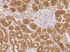 ARHGAP21 Antibody - Immunochemical staining of human ARHGAP21 in human kidney with rabbit polyclonal antibody at 1:100 dilution, formalin-fixed paraffin embedded sections.