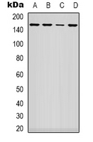 ARHGAP23 Antibody - Western blot analysis of ARHGAP23 expression in A549 (A); NIH3T3 (B); HEK293T (C); mouse heart (D) whole cell lysates.