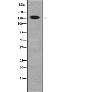 ARHGAP23 Antibody - Western blot analysis of RHG23 using HeLa whole cells lysates