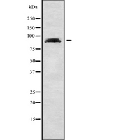 ARHGAP24 Antibody - Western blot analysis of RHG24 using A549 whole cells lysates