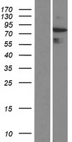 ARHGAP24 Protein - Western validation with an anti-DDK antibody * L: Control HEK293 lysate R: Over-expression lysate