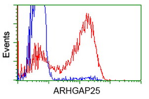 ARHGAP25 Antibody - HEK293T cells transfected with either overexpress plasmid (Red) or empty vector control plasmid (Blue) were immunostained by anti-ARHGAP25 antibody, and then analyzed by flow cytometry.