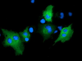 ARHGAP25 Antibody - Anti-ARHGAP25 mouse monoclonal antibody  immunofluorescent staining of COS7 cells transiently transfected by pCMV6-ENTRY ARHGAP25.