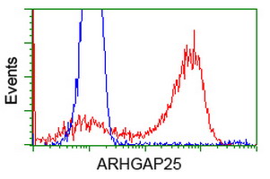 ARHGAP25 Antibody - HEK293T cells transfected with either overexpress plasmid (Red) or empty vector control plasmid (Blue) were immunostained by anti-ARHGAP25 antibody, and then analyzed by flow cytometry.
