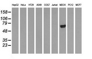 ARHGAP25 Antibody - Western blot of extracts (35 ug) from 9 different cell lines by using anti-ARHGAP25 monoclonal antibody.