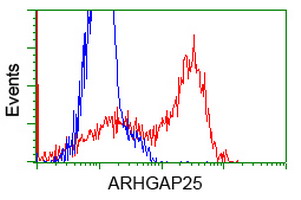 ARHGAP25 Antibody - HEK293T cells transfected with either overexpress plasmid (Red) or empty vector control plasmid (Blue) were immunostained by anti-ARHGAP25 antibody, and then analyzed by flow cytometry.