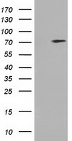 ARHGAP25 Antibody - HEK293T cells were transfected with the pCMV6-ENTRY control (Left lane) or pCMV6-ENTRY ARHGAP25 (Right lane) cDNA for 48 hrs and lysed. Equivalent amounts of cell lysates (5 ug per lane) were separated by SDS-PAGE and immunoblotted with anti-ARHGAP25.