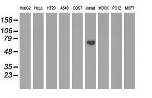ARHGAP25 Antibody - Western blot of extracts (35 ug) from 9 different cell lines by using anti-ARHGAP25 monoclonal antibody.