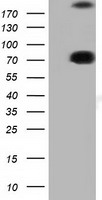 ARHGAP25 Antibody - HEK293T cells were transfected with the pCMV6-ENTRY control (Left lane) or pCMV6-ENTRY ARHGAP25 (Right lane) cDNA for 48 hrs and lysed. Equivalent amounts of cell lysates (5 ug per lane) were separated by SDS-PAGE and immunoblotted with anti-ARHGAP25.
