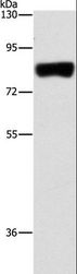 ARHGAP25 Antibody - Western blot analysis of HeLa cell, using ARHGAP25 Polyclonal Antibody at dilution of 1:500.