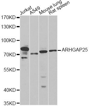 ARHGAP25 Antibody - Western blot analysis of extracts of various cell lines, using ARHGAP25 antibody at 1:1000 dilution. The secondary antibody used was an HRP Goat Anti-Rabbit IgG (H+L) at 1:10000 dilution. Lysates were loaded 25ug per lane and 3% nonfat dry milk in TBST was used for blocking. An ECL Kit was used for detection and the exposure time was 30s.