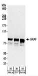 ARHGAP26 / GRAF Antibody - Detection of Human GRAF by Western Blot. Samples: Whole cell lysate (50 ug) from HeLa, 293T, and Jurkat cells. Antibodies: Affinity purified rabbit anti-GRAF antibody used for WB at 0.1 ug/ml. Detection: Chemiluminescence with an exposure time of 30 seconds.