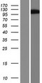 ARHGAP26 / GRAF Protein - Western validation with an anti-DDK antibody * L: Control HEK293 lysate R: Over-expression lysate