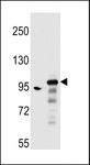 ARHGAP27 Antibody - SH3D20 Antibody western blot of A549,HepG2 cell line lysates (35 ug/lane). The SH3D20 antibody detected the SH3D20 protein (arrow).