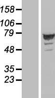 ARHGAP27 Protein - Western validation with an anti-DDK antibody * L: Control HEK293 lysate R: Over-expression lysate
