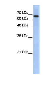 ARHGAP28 Antibody - ARHGAP28 antibody Western blot of Transfected 293T cell lysate. This image was taken for the unconjugated form of this product. Other forms have not been tested.